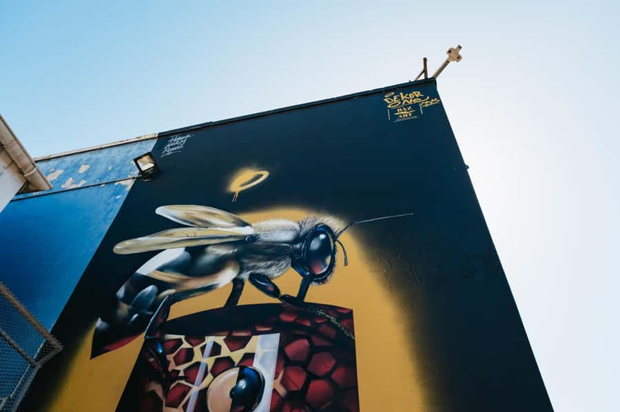 Cape Town: Street Art Walking Tour in Woodstock - Salt River Nature Park: A Breather Between Murals
